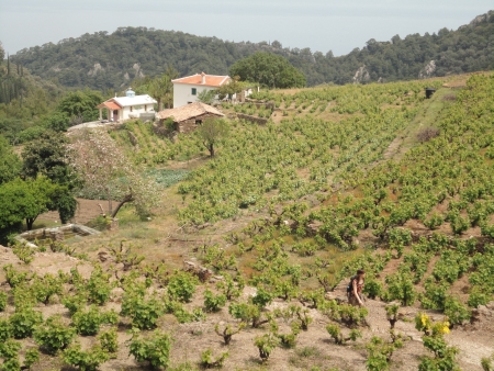 vineyard in the nightingale valley